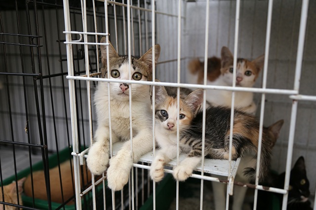 TimeOut KL Animal centres must now fulfill certain standards set under the Act.